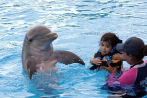 Nadando com golfinhos (Foto: Divulgação/Dolphin Discovery)