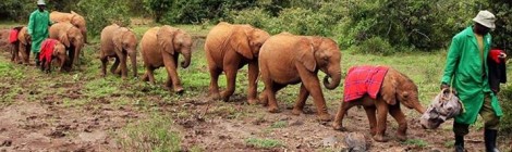 Turismo solidário: em Nairóbi, no Quênia, visite animais órfãos reabilitados