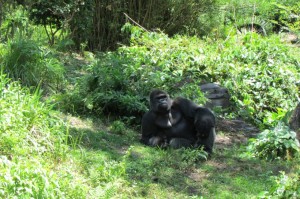 A floresta Pangani é na verdade um mini-zoológico com gorilas e outros animais da natureza (Foto: Eduardo Oliveira)