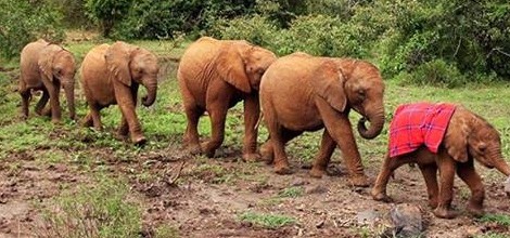 Turismo solidário: em Nairóbi, no Quênia, visite animais órfãos reabilitados